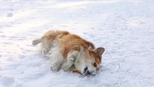 Legrační Corgi Nadýchaný Pes Chůze Hraní Venku Zimním Dni — Stock video