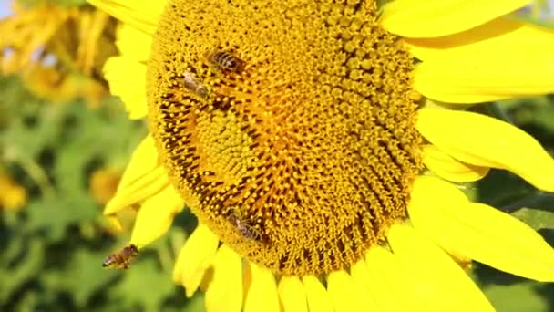 Close View Sunflower Flower Bee — Stockvideo