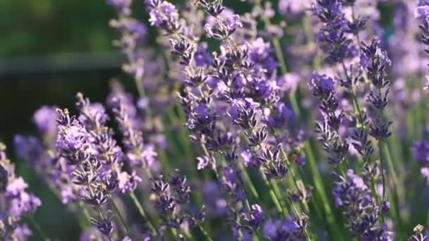 Vista Cerca Flores Color Púrpura Flor Lavanda Campo Soleado — Vídeos de Stock