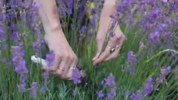 Girl Cutting Lavender Flowers Sunny Summer Garden — Vídeo de Stock