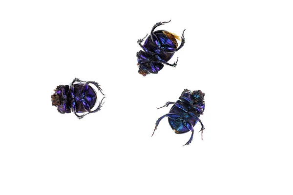 Dead Scarab Beetles Isolated White Background — Stock Photo, Image