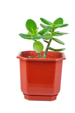 Crassula Ovata yeşim bitkisi beyaz arkaplanda izole