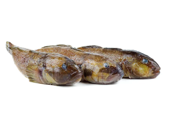 Drei Frische Runde Grundfische Isoliert Auf Weißem Hintergrund — Stockfoto