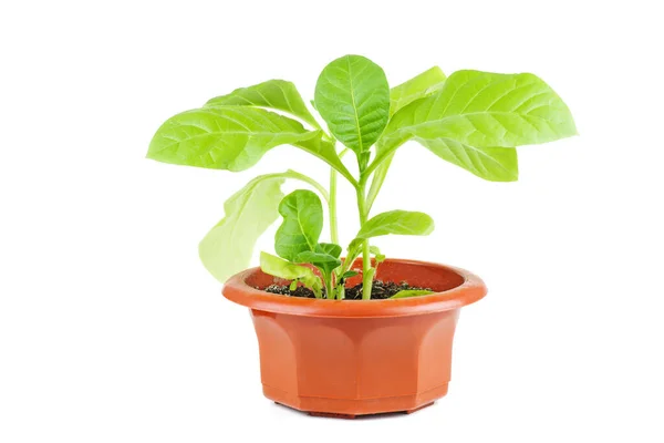 Зеленый Табак Растение Изолированы Белом Фоне — стоковое фото