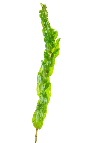 Canadian Pondweed Isolated White Background — 스톡 사진
