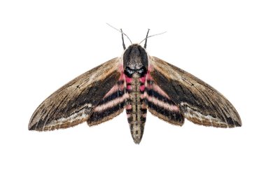 Beyaz arka plan üzerinde beyaz biber.