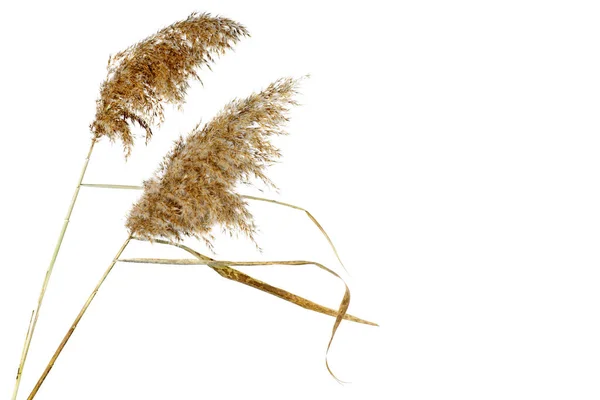 Dried Reed Heads Isolated White Background — Stock Photo, Image