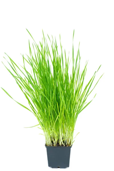 Green Wheat Sprouts Black Plastic Pot Isolated White — Stock Photo, Image