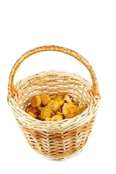 Half Full Wicker Basket Fresh Chanterelle Mushrooms Isolated White Background — Stock Photo, Image