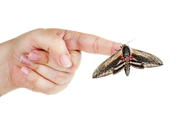 Convolvulus Hawk Moth Human Finger Isolated White Background — Stock Photo, Image