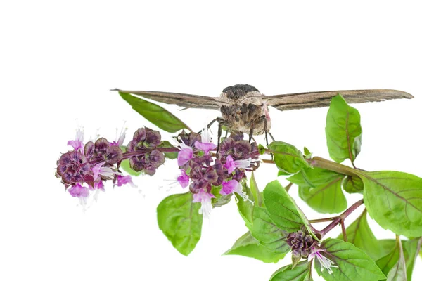 Falkenspinner Auf Einer Blume Isoliert Auf Weißem Hintergrund — Stockfoto