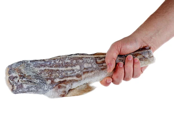 手は白い背景に隔離された冷凍ウサギの魚を保持 — ストック写真