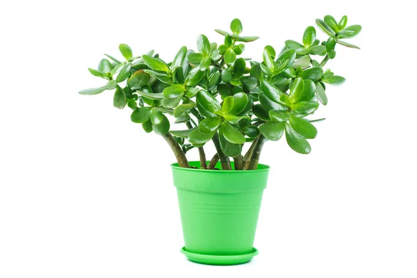 Crassula Ovata Jade Plant Geïsoleerd Witte Achtergrond — Stockfoto