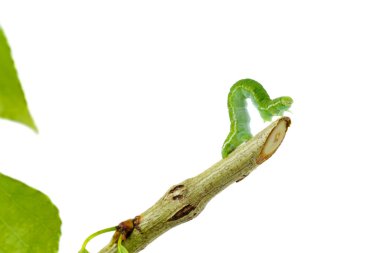 Inchworm geometer moth larvae walking on stem isolated on white background clipart