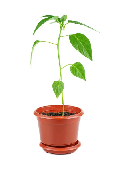 Red Pepper Sprout Brown Plastic Pot Isolated White Background — Stock Photo, Image