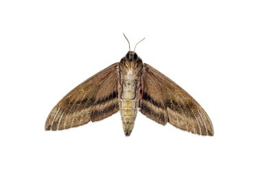 Convolvulus Hawk-güve beyaz arka planda izole, alt görünüm