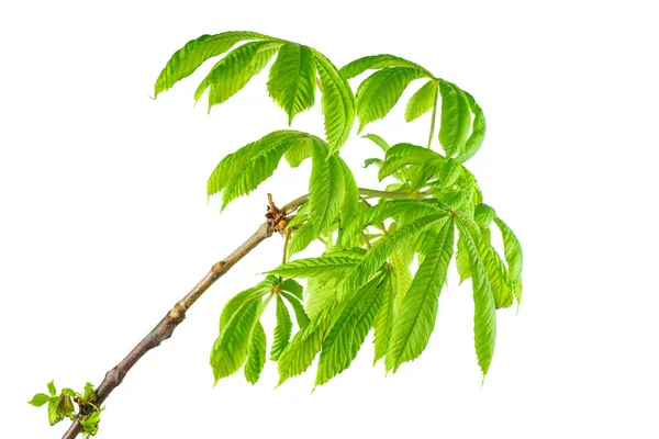 Chestnut Branch Fresh Leaves Isolated White Background — Stock Photo, Image