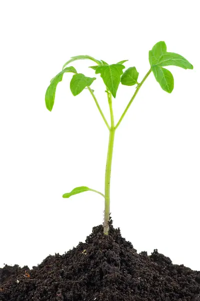 Brote Planta Tomate Diminuta Aislado Sobre Fondo Blanco — Foto de Stock