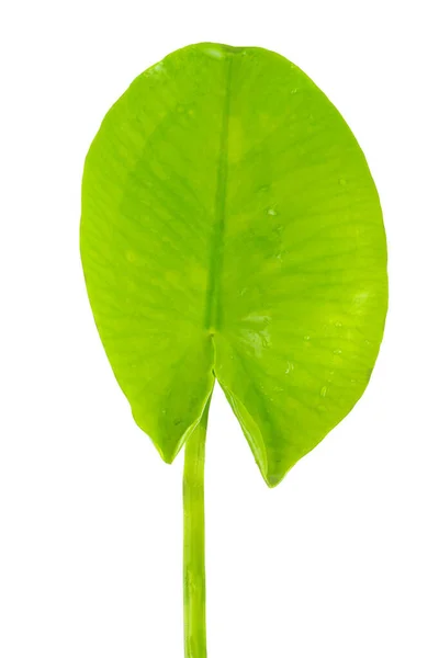 Färsk Grön Lilypad Isolerad Vit Bakgrund — Stockfoto