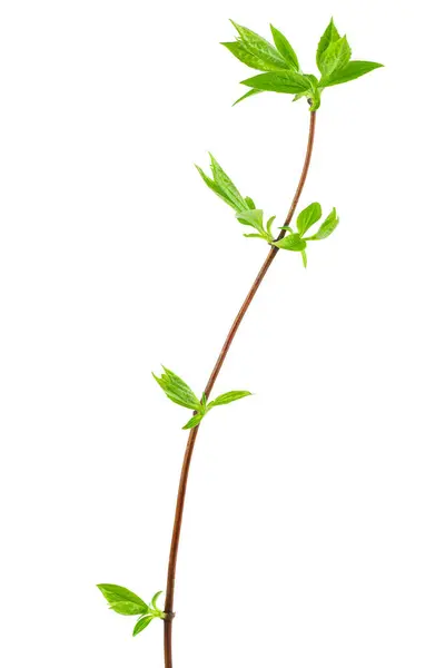 Jasmine Branch Fresh Leaves Isolated White Background — Stock Photo, Image