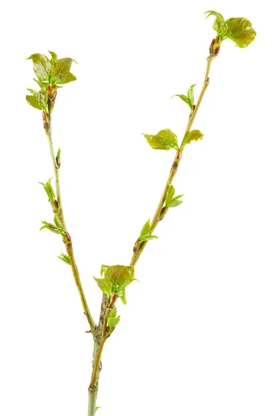 White Poplar Branch Fresh Leaves Isolated White Background — Stock Photo, Image