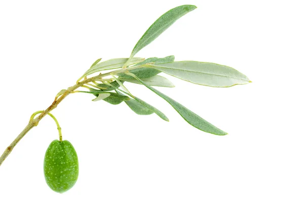 Isolierter Olivenzweig Mit Blättern Und Früchten — Stockfoto
