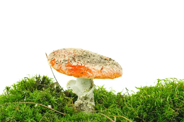 Amanita Muscaria 在白色背景下孤立的苔藓上生长 — 图库照片