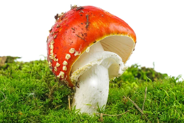 Fly Agaric Amanita Muscaria Growning Moss Isolated White Background — Stock Photo, Image
