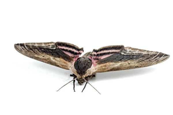 Convolvulus Hawk Moth Isolated White Background Bottom View — Stock Photo, Image