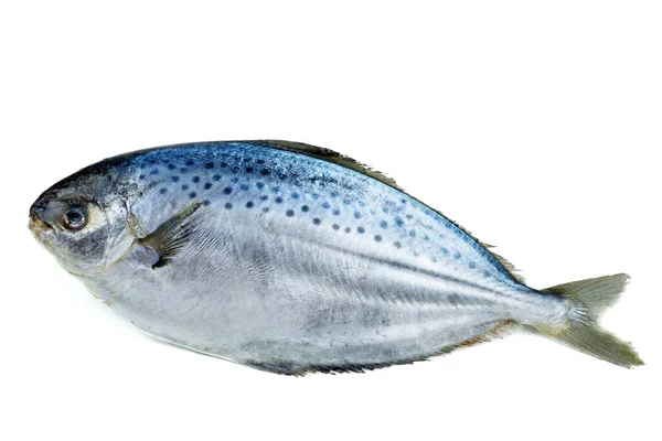 Beyaz Arka Planda Çiğ Taze Pompano Balığı — Stok fotoğraf