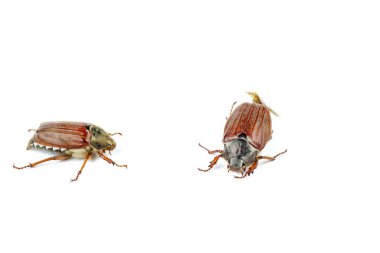 Beyaz arka planda yalıtılmış Cockchafers (Melolontha melolontha)