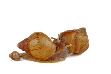 Olgun ve genç dev Afrika salyangozları beyaz bir arka planda izole edilmiş.