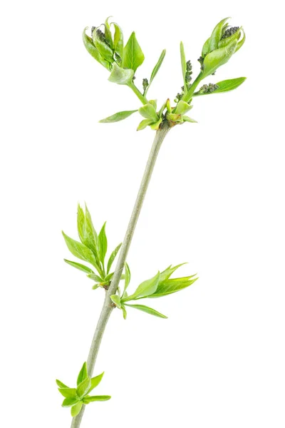 Lilac Tak Met Verse Bladeren Geïsoleerd Witte Achtergrond — Stockfoto