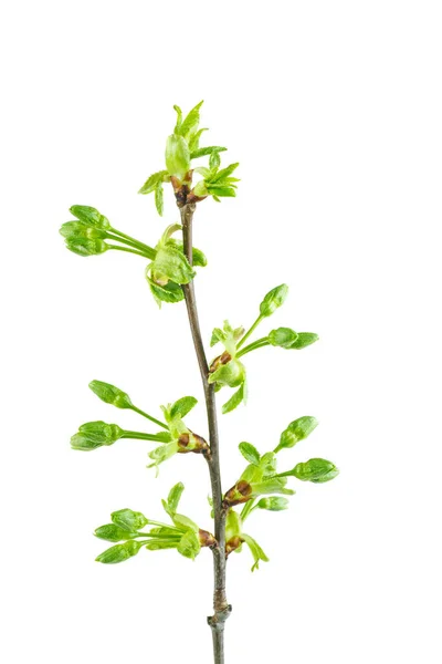 Kirschbaumzweig Mit Frischen Blättern Und Blütenknospen Isoliert Auf Weißem Hintergrund — Stockfoto