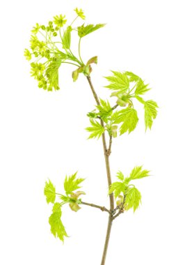 Maple tree blossom isolated on white background