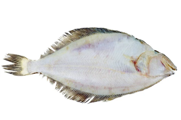 Celé Jedno Syrové Ploché Ryby Izolované Bílém Pozadí Stock Snímky