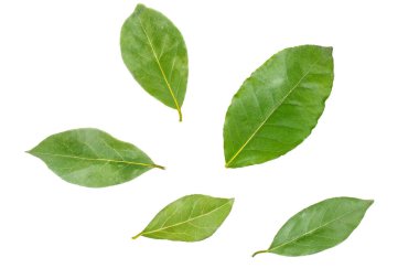 Bay defne yaprakları üzerinde izole beyaz arka plan