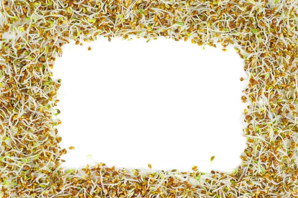 Germinated Alfalfa Seeds Frame Isolated White Background — Stock Photo, Image