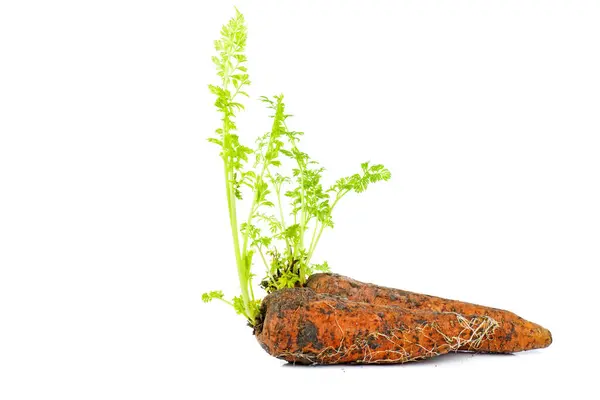 Sprouted Fresh Dirty Carrot Isolated White Background Stock Picture