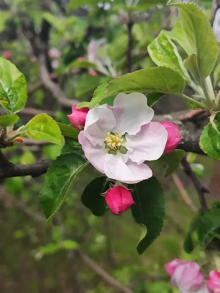 사과나무가 봄철에 피어나다 로열티 프리 스톡 사진