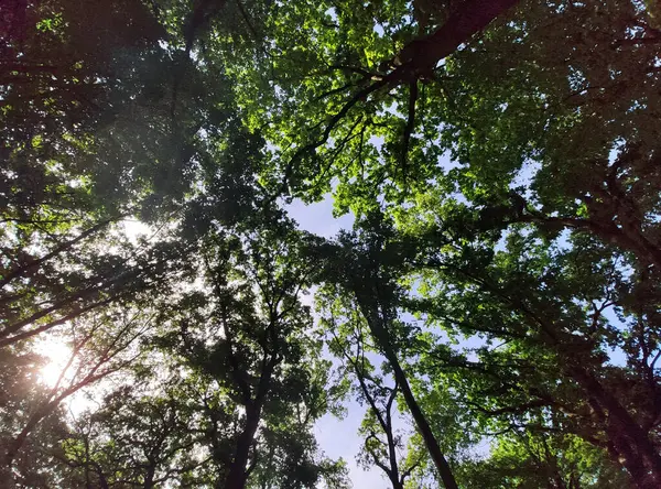 橡木丛中的球状全景 向上眺望着绿叶繁茂的树梢 图库图片