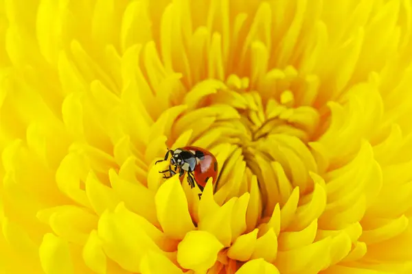 Mariquita Gatear Sobre Crisantemo Amarillo Imagen De Stock