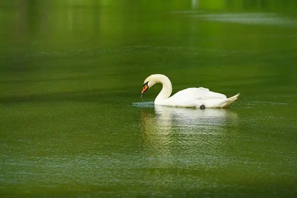 Bonito Cisne Branco Nadando Lago Imagem De Stock