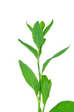 Knotweed ya da polygonum aviculer. Beyazda izole edilmiş.