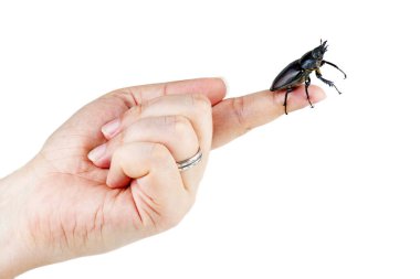 Dişi geyik böceği Lucanus cervus beyaz arka planda izole edilmiş.