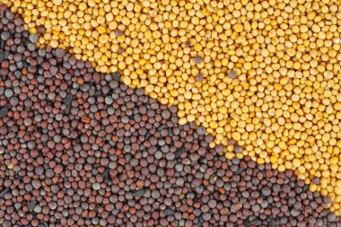 Yiyecek arka planı: kurutulmuş tohum sarı ve kahverengi hardal.