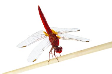 Tahta sopanın üzerinde oturan yusufçuk beyaz bir arka planda izole edilmiş.