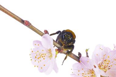 Bomblebee beyaz arka planda yalnız başına çiçek açan kayısı dalında oturuyor.