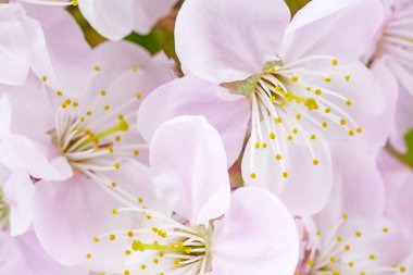 Doğanın güzel bahar soyut arka planı. Çiçekli kayısı makrosu. Paskalya ve bahar tebrik kartları için .