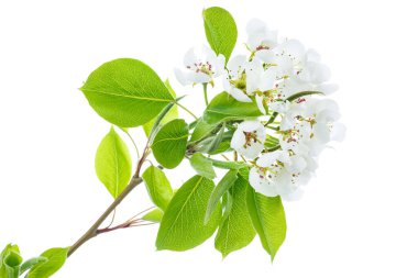 Beyaz arka planda soyutlanmış çiçek armut dalı